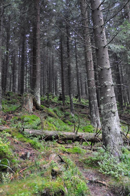 Hotel Sonnenberg Schloesschen Braunlage Bagian luar foto